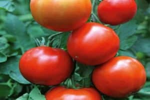 Descripción de la variedad de tomate Prince Silver, características de cultivo y cuidado.
