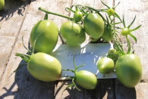 Kuvaus tomaattirumpulajikkeesta, viljelyyn ja hoitoon liittyvät piirteet