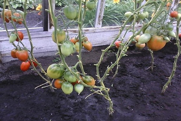 tuoreita tomaatteja
