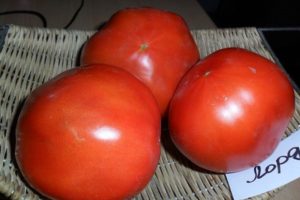 Description of the tomato variety Lord, features of cultivation and care