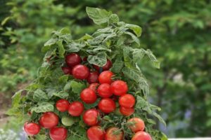 Descrizione della varietà di pomodoro Lukoshko sulla finestra, la sua coltivazione
