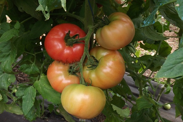 tomato Lvovich