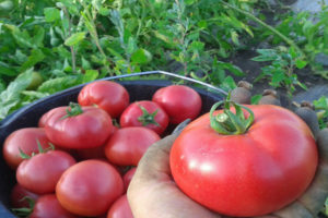 Kuvaus tomaattilajikkeesta Lvovich, sen eduista ja haitoista