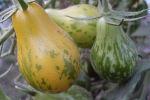 Beskrivelse af tomatsorten Michael Pollan, dyrkningsfunktioner og pleje