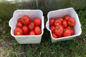 Descripción de la variedad de tomate Malika, características de cultivo y cuidado.