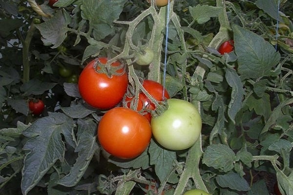 pomidor malik