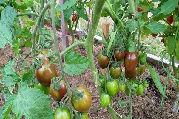 tomato yield