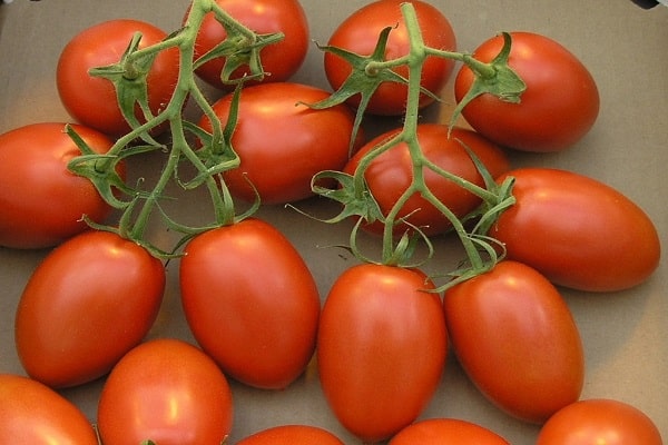 tomato marianne