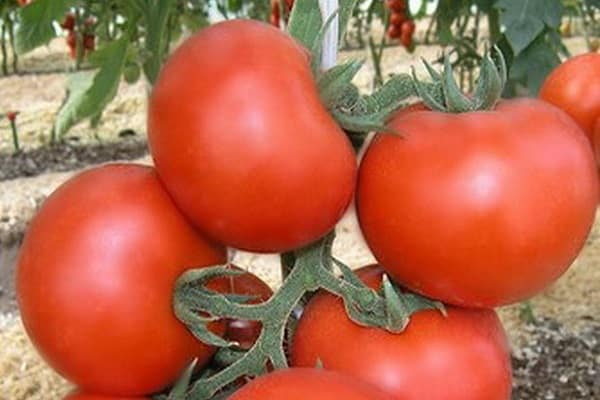 tomaat Micah