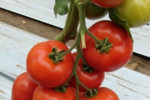 Descripción de la variedad de tomate Micah, sus características y rendimiento.