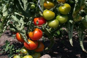 Opis sorte rajčice Moravsko čudo, njezine karakteristike i značajke uzgoja