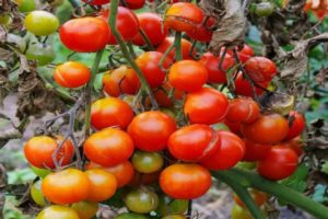 Pomidorų veislės aprašymas Mano džiaugsmas, auginimo ir priežiūros ypatybės