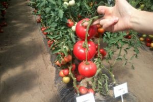 Mô tả về giống cà chua Moulin Rouge, đặc điểm và cách trồng trọt