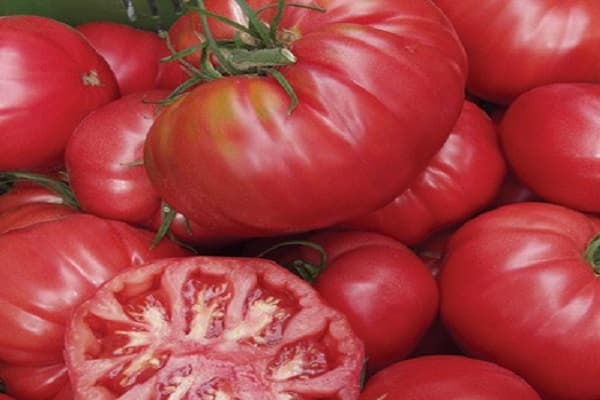 novosibirsk tomaat