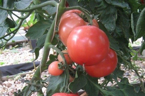 tomatsorter