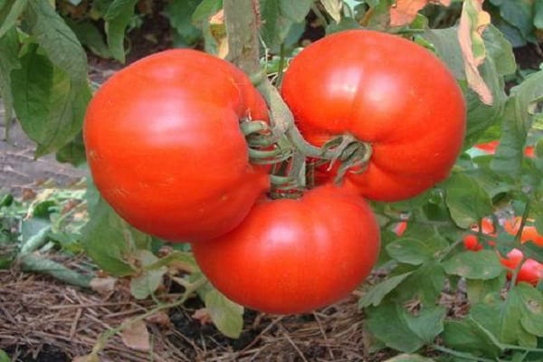 paradajka perun