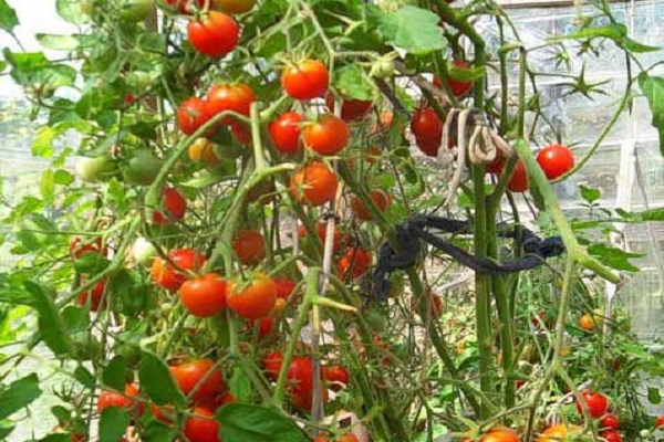 עגבניה פיטרהוף