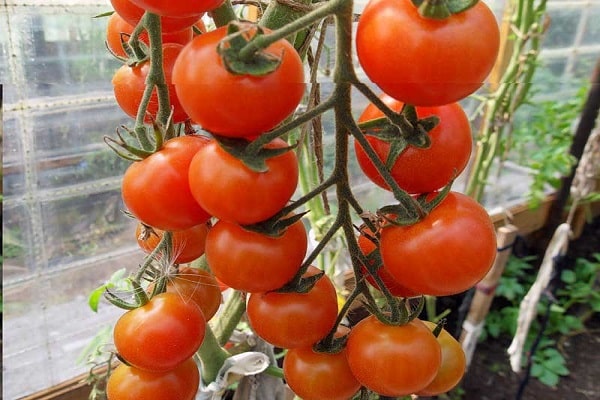 עגבניות בינוניות