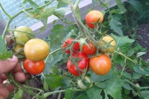 Kuvaukset tomaattilajikkeesta Peterhof, sen viljely ja hoito