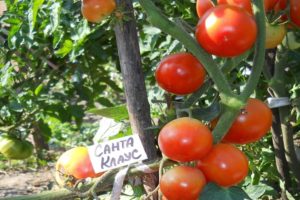 Beskrivelse af tomatsorten Julemanden, der vokser og plejer ham