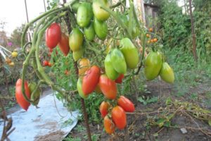 Description of the tomato variety Northern Beauty, its cultivation and care