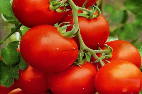 tomatekspress