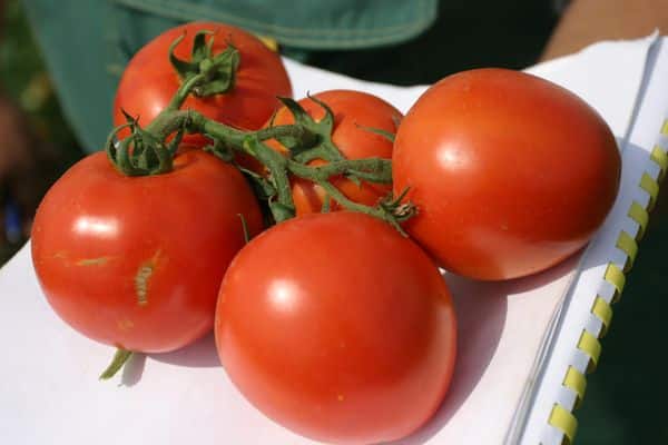 tomaatin ulkonäkö itään