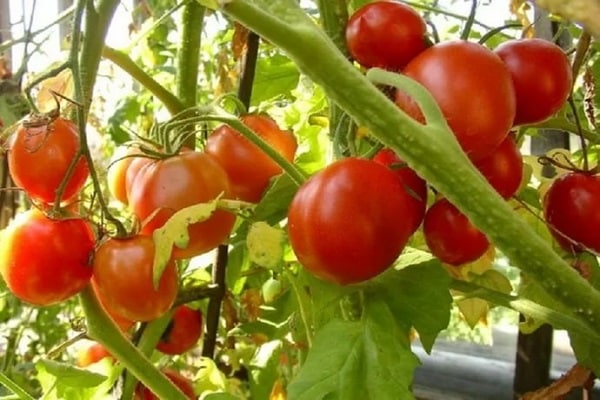charade tomat