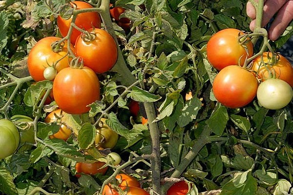 tomate shiva