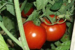 Description of tomato variety Shiva f1, its characteristics and yield