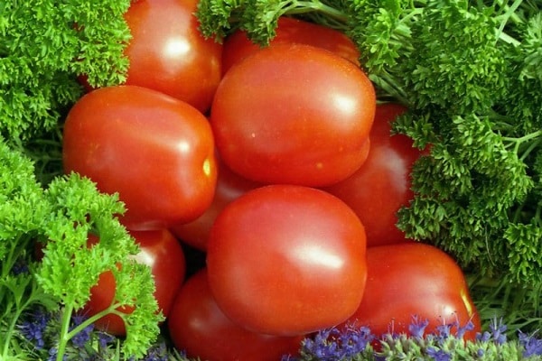 Stanichnik domates çeşidinin tanımı, yetiştirme ve bakım özellikleri