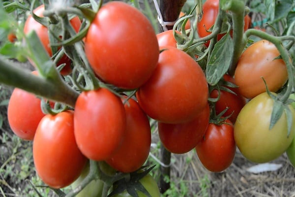 Rohlinge aus Tomaten