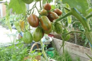 Descrizione della varietà di pomodoro Superexotic, sue caratteristiche e produttività