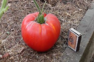 Kenmerken en beschrijving van de variëteit aan tomaten Dikke monnik