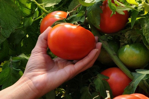 Pomidoras Toptyzhka