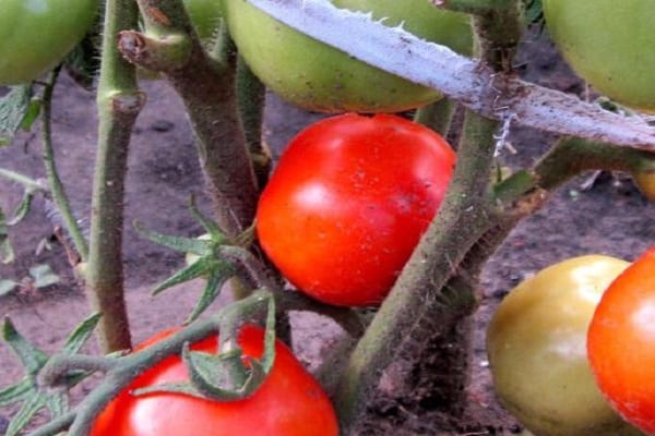 licht geribbelde tomaat