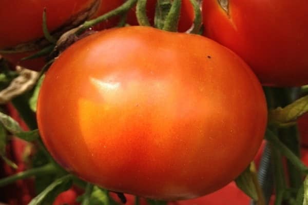 Description of the tomato variety Ace, cultivation and care