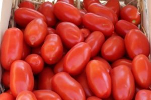 Descripción de la variedad de tomate Ulysse, características de cultivo y cuidado.