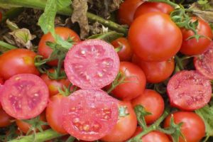 Opis odmiany pomidora Uno Rosso, jej właściwości i plonu