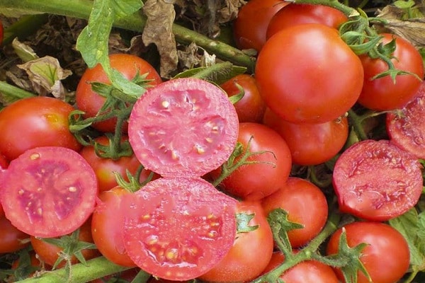 tomato is characterized