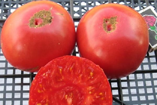 tomato Vasilina