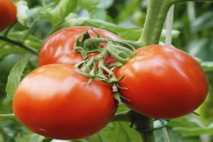 Beschrijving van de tomatensoort Spring f1, aanbevelingen voor teelt en verzorging