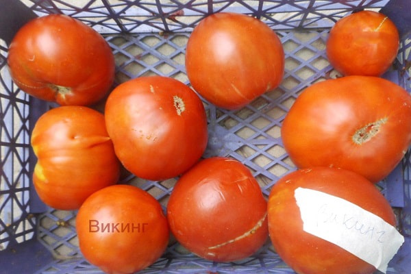 schwedische Tomate
