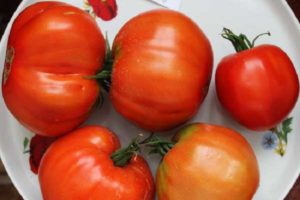 Beskrivelse af tomatsorten Vovchik, egenskaber ved dyrkning og udbytte