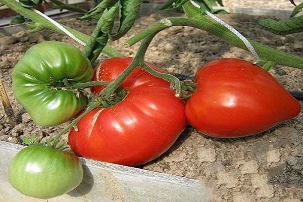 rajčica sazrijeva