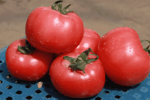 Descripción de la variedad de tomate VP 1 f1, recomendaciones para su cultivo y cuidado.