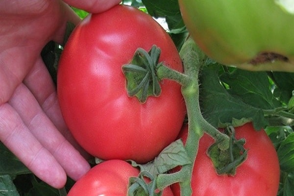tomaten met grote vruchten
