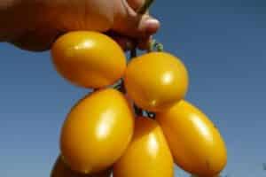 Kuvaus tomaatti Golden Brush -lajikkeesta, viljelyyn ja hoitoon liittyvät piirteet
