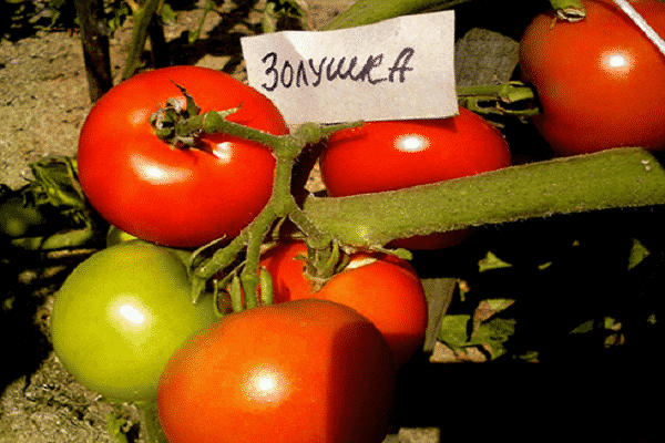 tomaat Assepoester