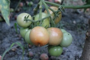 Charakteristika odrody paradajok Popoluška, vlastnosti pestovania